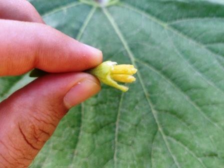 Male flower Anther exposed