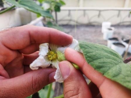 Male and female bottle gourd flowers