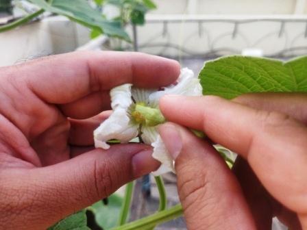 hand pollination of bottle gourd