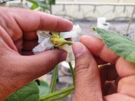 pollinating bottle gourd flowers