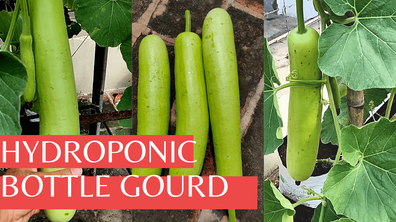 Hydroponic Bottle Gourd