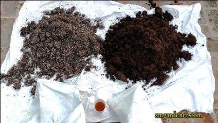 coco peat as growing medium 