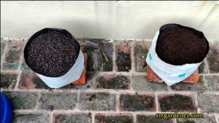 grow bags filled with cocopeat