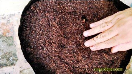 covering seeds with cocopeat