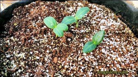 seedlings