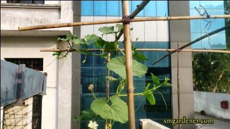 bamboo sticks as trellis