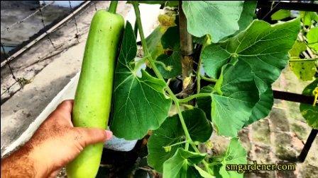 bottle gourd in hydroponics