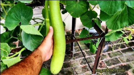 hydroponic bottle gourd