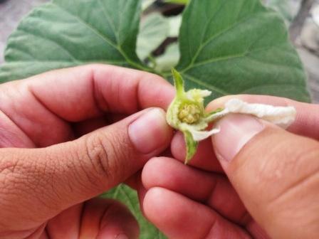 Petals being removed off male flower