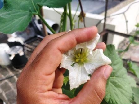 Bottle Gourd female flower