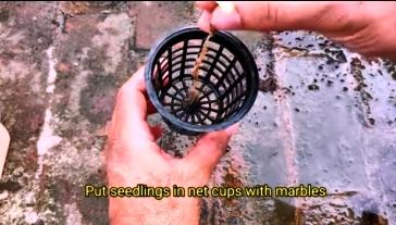 trying to put broccoli seedling in 3 inch net cup