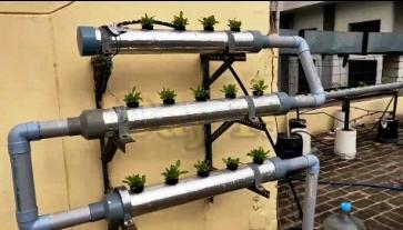 NFT system for hydroponic spinach