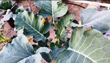 broccoli plant in NFT at Day 45