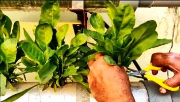 how to harvest hydroponic spinach