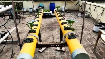 Hydroponic Broccoli seedlings in NFT