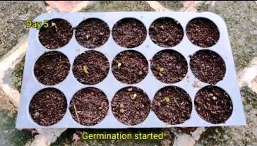 broccoli seeds sprouting