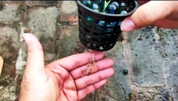 broccoli roots clearly visible from the bottom of 3 inch net cup