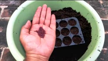 syngenta broccoli seeds in hand