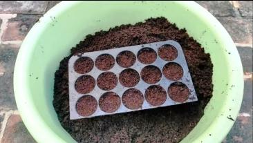 cocopeat in propagation tray