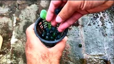 marbles in 3 inch net cup for hydroponics