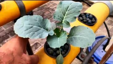 broccoli plant growth at Day 34