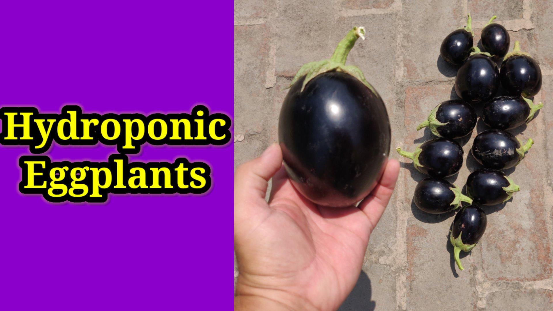 hydroponic brinjal in cocopeat