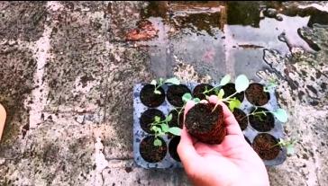 seedling out of propagation tray