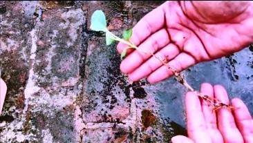 seedling roots washed and clean hydroponics