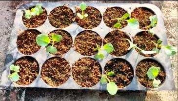 broccoli seedlings ready to be transplanted into NFT system