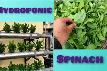 hydroponic spinach in nft