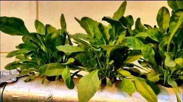 hydroponic spinach in NFT ready to be harvested