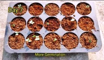 Broccoli seed germination