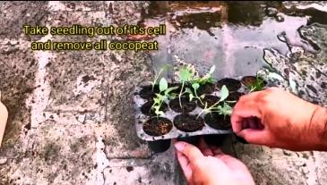 Taking out seedling from propagation tray