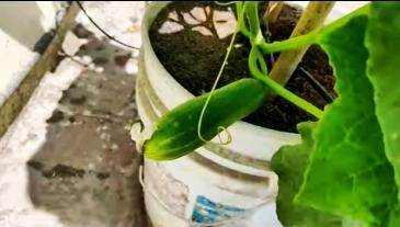 another cucumber fruit developing