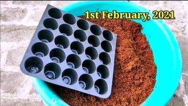 cocopeat and propagation tray for seed germination