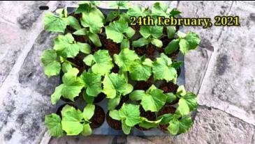 cucumber seedlings ready to be transplanted