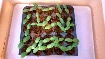 feeding seedlings with nutrient solution