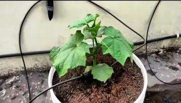 cucumber plant growth March 3