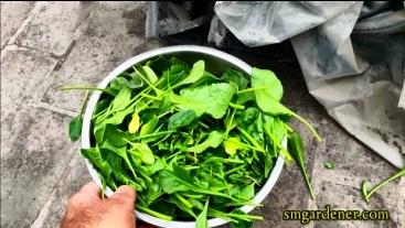 harvested kratky spinach