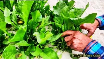 harvesting kratky spinach