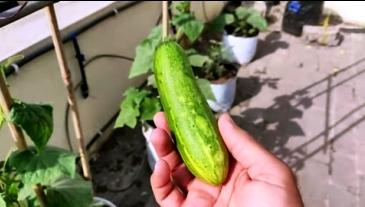 harvested cucumber