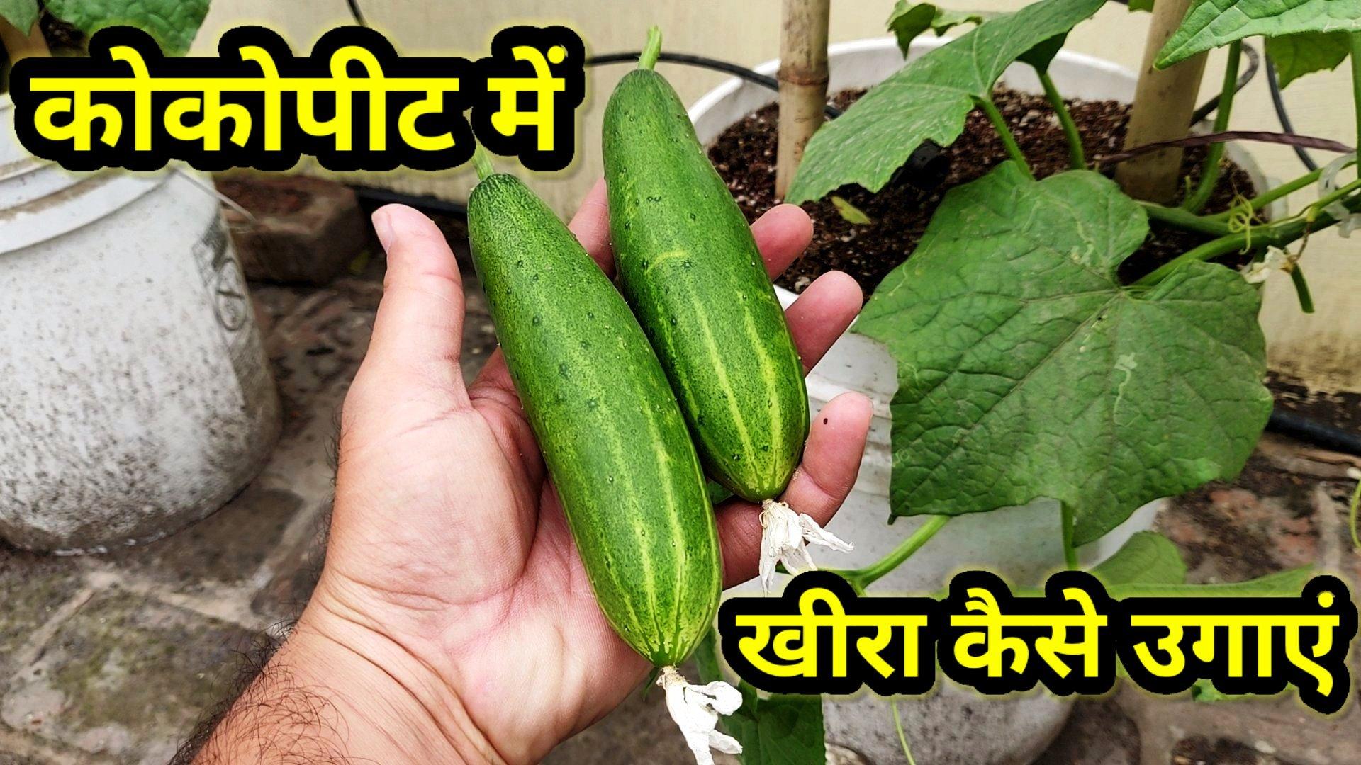 Hydroponic Cucumbers in Grow bags or containers