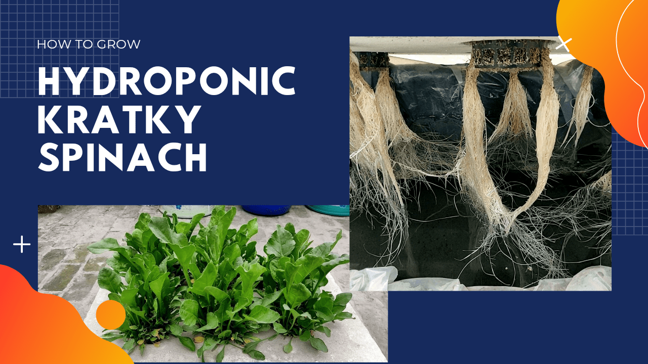 how to grow kratky spinach at home in hydroponics