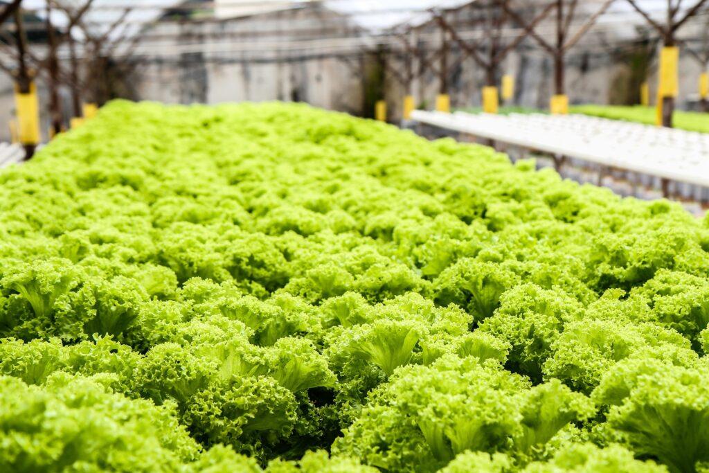 hydroponics training in india