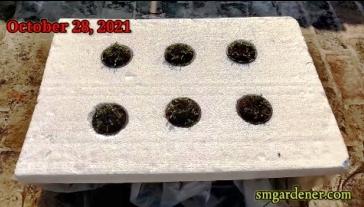 kratky spinach germination