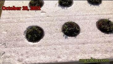 hydroponic spinach germination