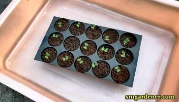 bottom feeding cabbage seedlings in hydroponics