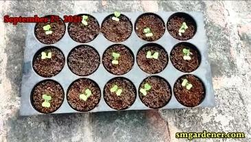 cotyledons open 