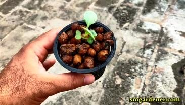 cabbage seedling in net cup with clay balls for support