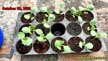 hydroponic cabbage seedlings ready to be transplanted